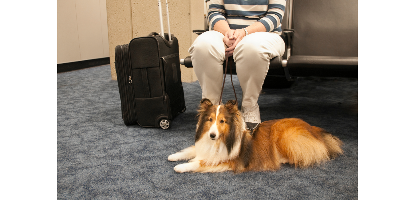 Existem algumas informações importantes a serem levadas em consideração quando o assunto é viajar de avião com o pet.